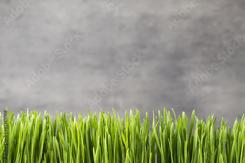Obraz na płótnie pole natura łąka roślina