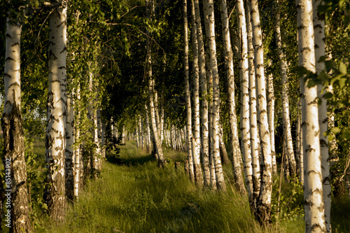 Fotoroleta lato trawa drzewa brzoza drewno