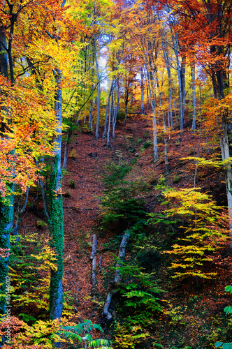 Fotoroleta jesień góra las natura
