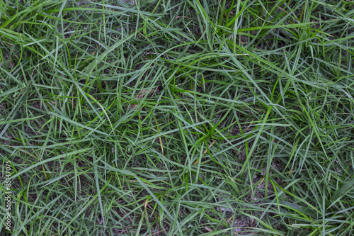 Fotoroleta natura trawa ogród pole tło