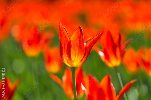 Fotoroleta park kwiat tulipan roślina