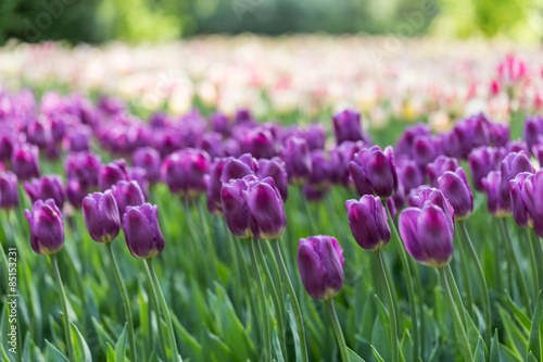 Fotoroleta świeży bukiet tulipan kwitnący piękny