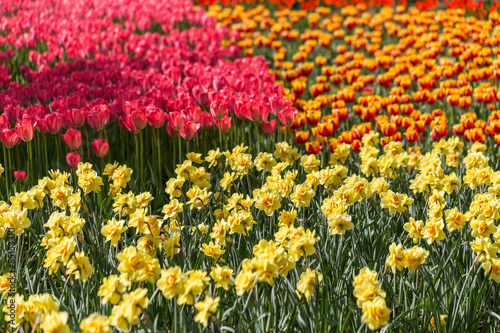 Fototapeta tulipan park pąk świeży natura