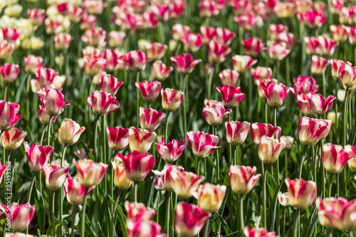 Naklejka bukiet roślina tulipan ogród