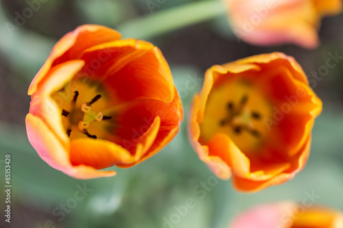 Fotoroleta tulipan kwiat pąk ogród