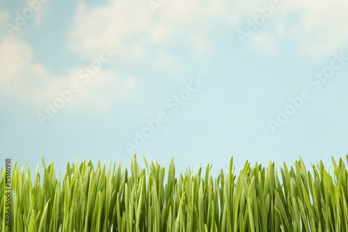 Obraz na płótnie łąka pole roślina natura