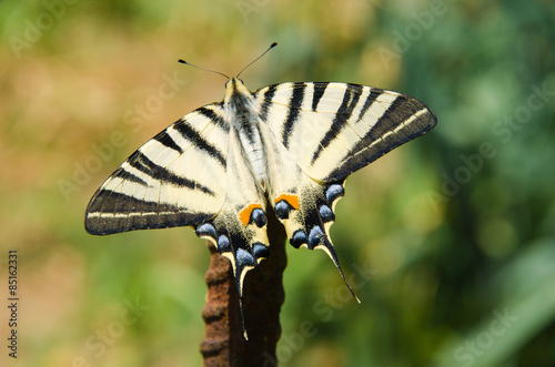Obraz na płótnie dziki portret zwierzę motyl skrzydło