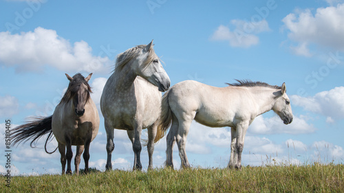 Fotoroleta koń spokojny znakomity rodzina uroda