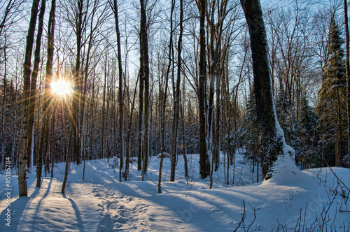 Naklejka śnieg słońce drzewa las pejzaż