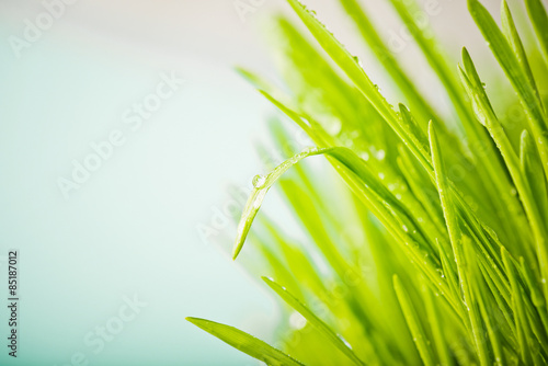 Naklejka łąka woda ogród trawa roślina