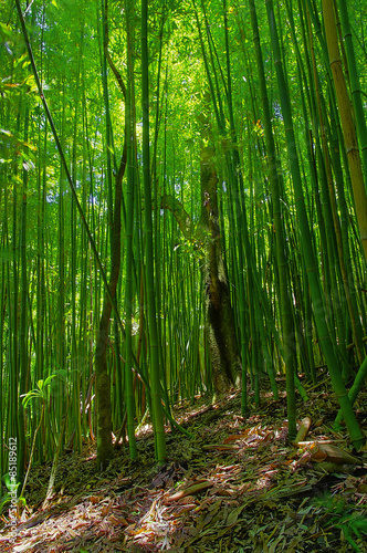 Fotoroleta bambus las spacer turystyka piesza
