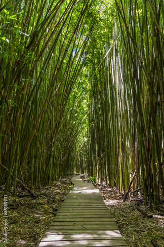 Fototapeta bambus las włóczęga