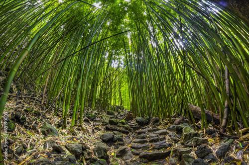 Fotoroleta bambus las turystyka piesza włóczęga