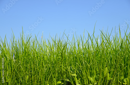 Obraz na płótnie ogród świeży łąka pejzaż