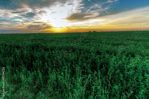 Fototapeta green field on a background of a beautiful sunset.