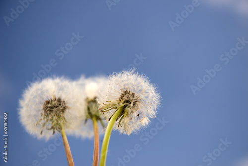 Plakat pyłek łąka kwiat roślina