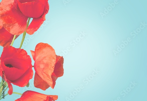 Fotoroleta mak kwiat czerwony sceniczny zbliżenie
