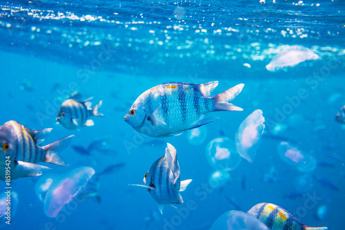 Plakat wyspa podwodne morze karaiby