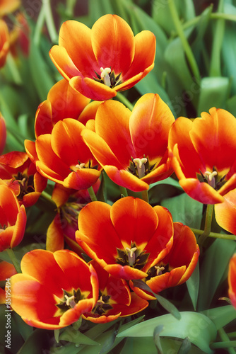 Fototapeta vintage natura kwitnący ogród tulipan