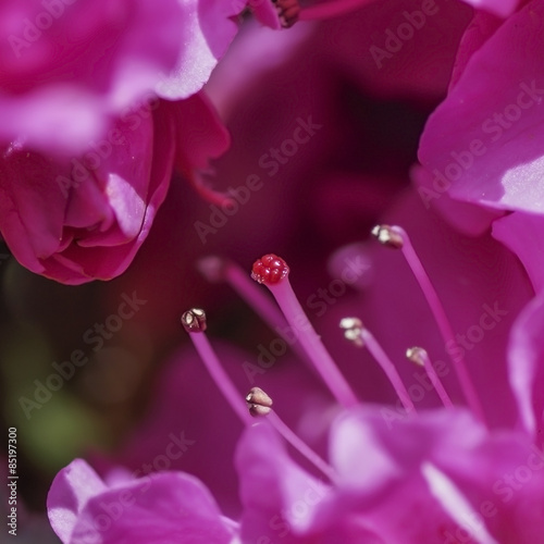 Obraz na płótnie kwiat pyłek ogród roślina lato