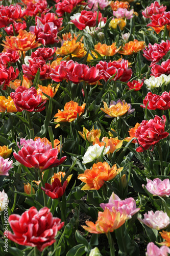 Naklejka natura roślina kwiat tulipan