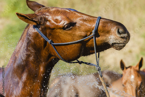 Fotoroleta portret koń sport