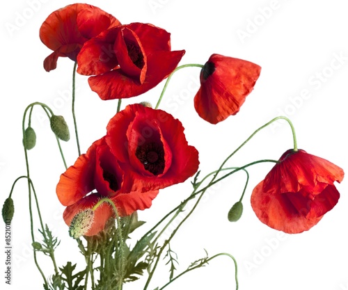 Plakat mak kwiat zbliżenie na białym tle czerwony