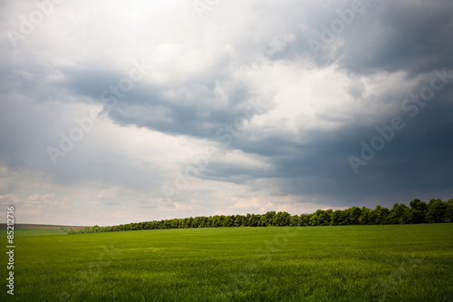 Obraz na płótnie trawa pastwisko pole słońce lato