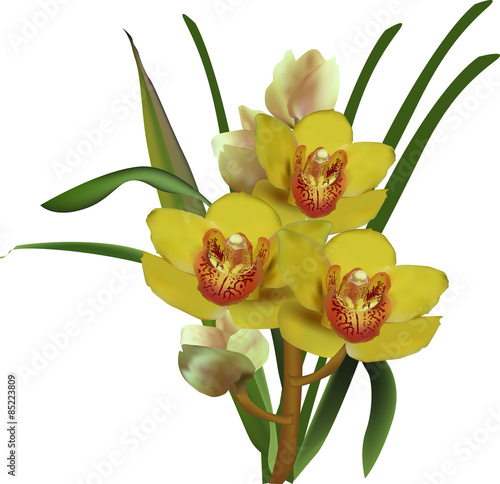 Naklejka kwiat storczyk roślina ornament
