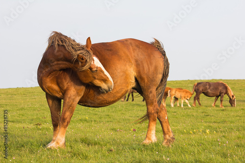 Obraz na płótnie koń ssak zwierzę