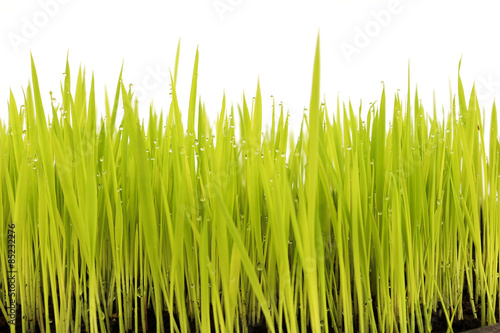 Fotoroleta łąka trawa natura lato pole