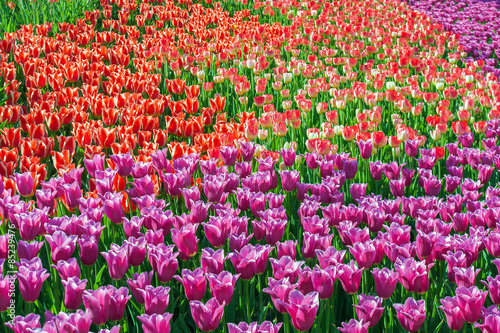 Fotoroleta roślina kolaż tulipan park