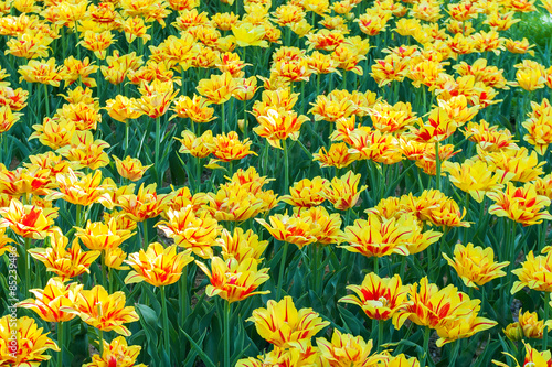 Naklejka tulipan natura świeży roślina park