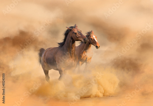 Naklejka ssak jeździectwo dziki pole koń