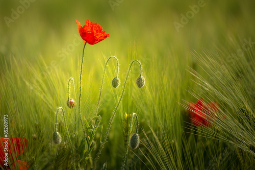 Fotoroleta pole kwiat mak zielony czerwony