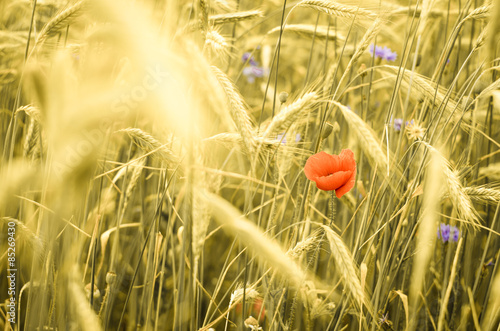Fotoroleta corn-flower and corn-poppy in ripe wheat