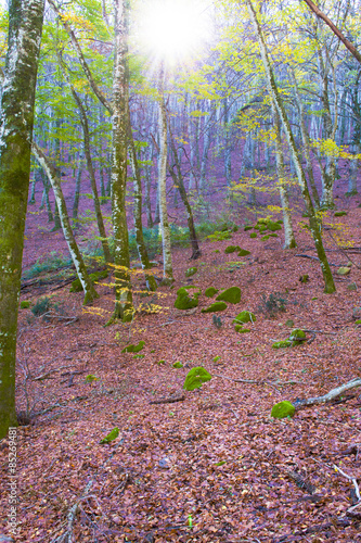 Fotoroleta wzgórze jesień las stok