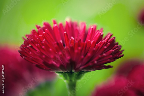 Naklejka stokrotka kwiat ogród natura obraz
