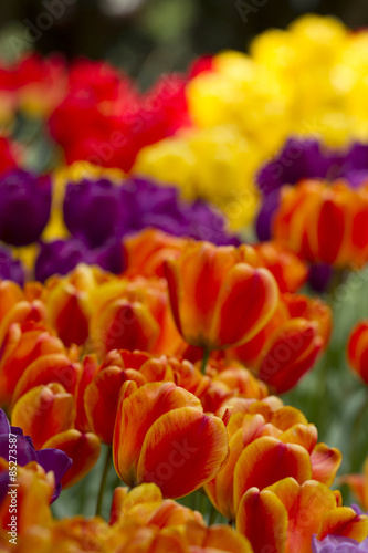 Fototapeta natura tulipan kwiat waszyngton rolnictwo