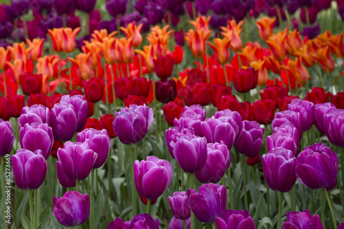 Fototapeta tulipan waszyngton pole natura kwiat