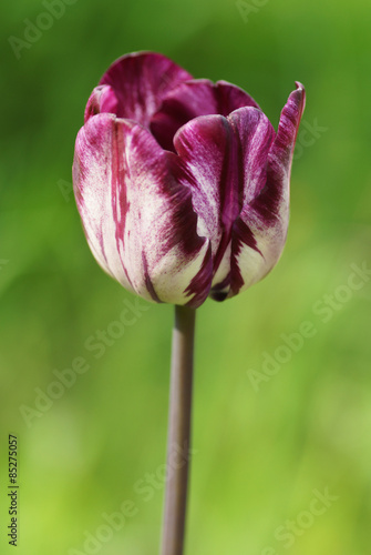 Fotoroleta roślina kwiat obraz tulipan natura