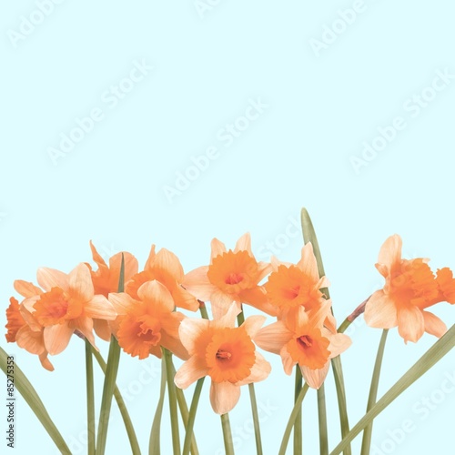 Plakat roślina narcyz kwiat