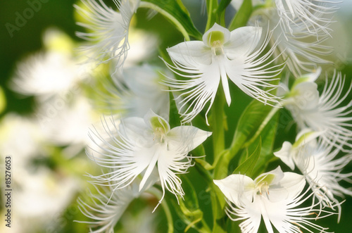 Obraz na płótnie natura roślina krzew kwiat storczyk