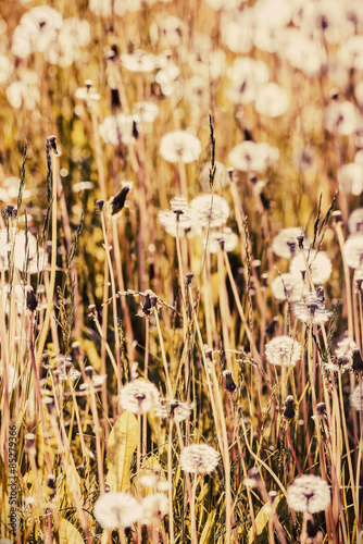 Obraz na płótnie pyłek kwiat mniszek roślina wieś