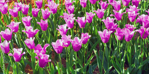 Fotoroleta bukiet miłość kwiat tulipan