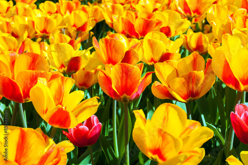 Plakat tulips in flower garden Kukenhof park, Holland, Netherlands