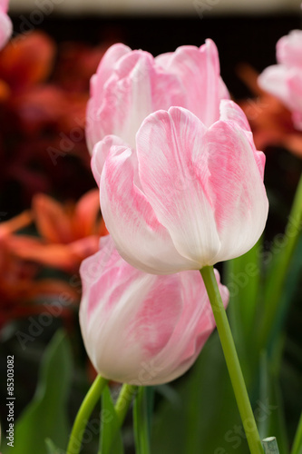 Fotoroleta lato tulipan ogród roślina kwiat