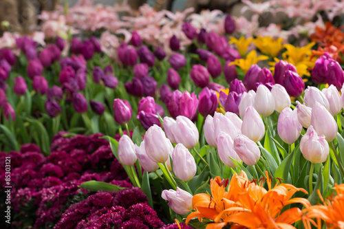 Fotoroleta ogród tulipan lato