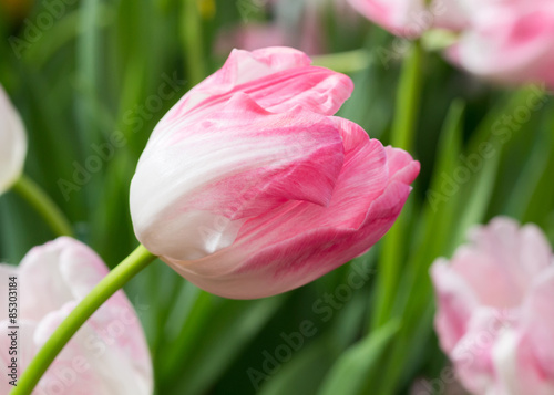 Plakat tulipan lato łąka
