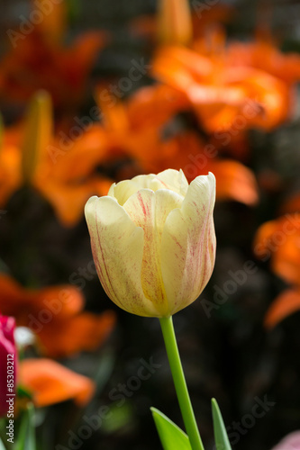 Fotoroleta lato ogród tulipan